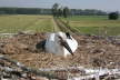 Storch im Nest