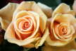 rosa Rosen