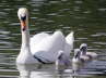 Schwanenfamilie